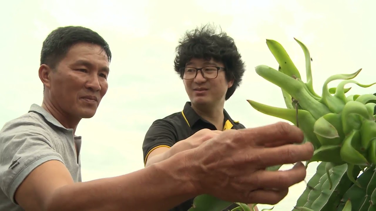 🇺🇲 Sử Dụng Phân Bón GOLDTECH GO5 Cho Cây Thanh Long Cho Năng Suất Cao 0️⃣9️⃣6️⃣4️⃣6️⃣9️⃣9️⃣7️⃣8️⃣9️⃣